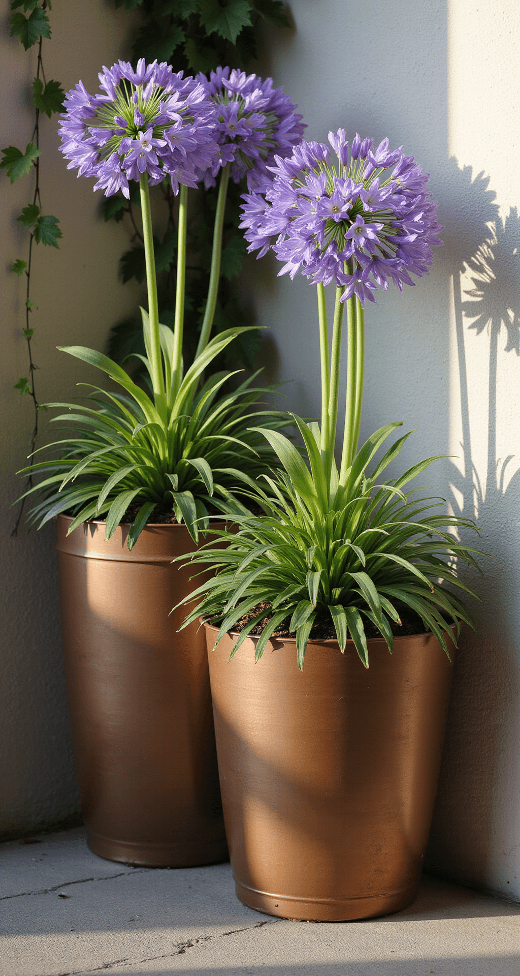 Agapanthus: Transform Your Garden with the Stunning Lily of the Nile Close-up of three graduated-height bronze containers planted with Little Galaxy agapanthus, set against a textured wall with trailing vines. The scene is illuminated by strong afternoon light, highlighting the vibrant flower heads and emphasizing the plant structure in a rich, saturated color palette.